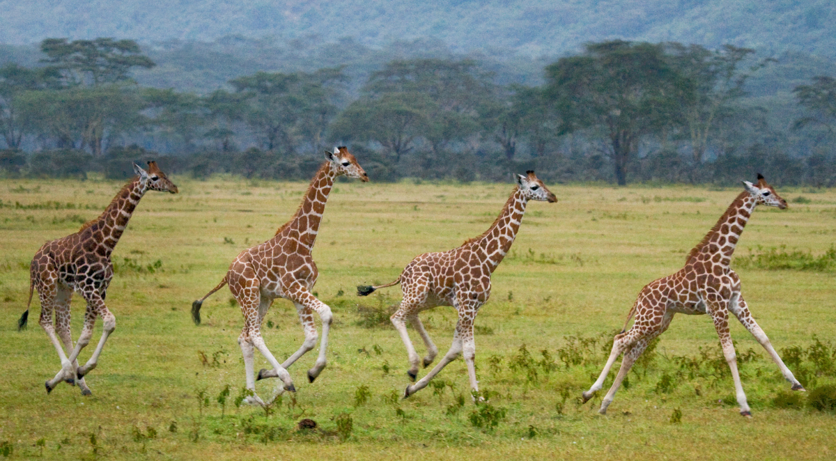Safari