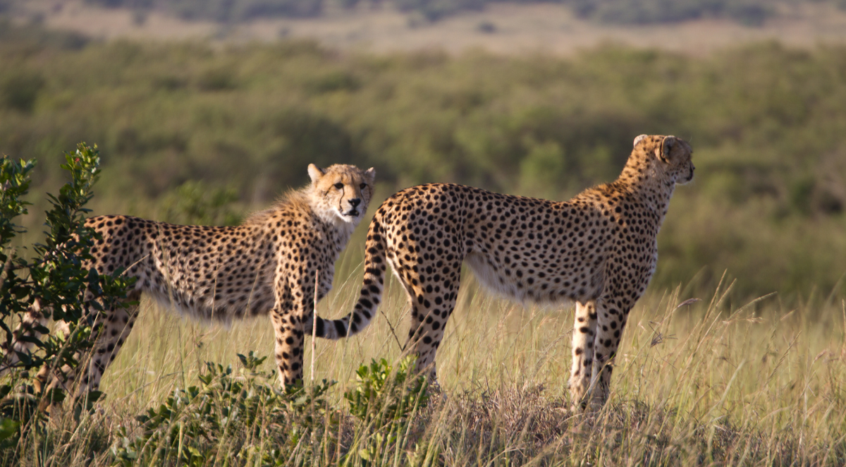 Cheetah in Maasai Mara National Reserve