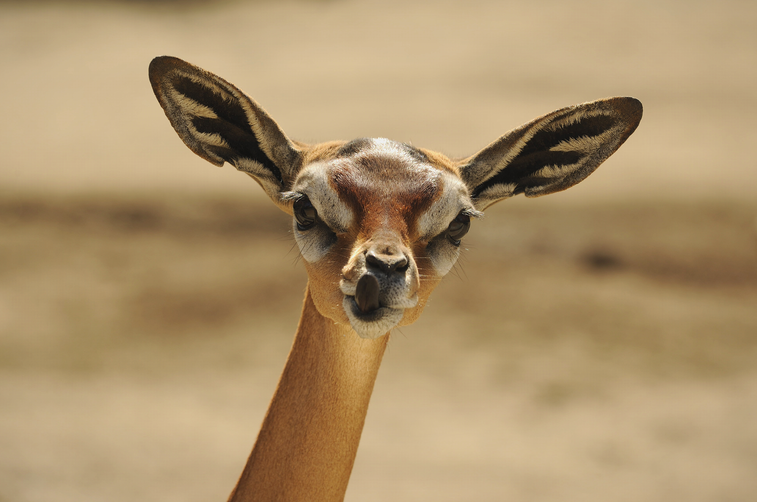 Ours. Close-up portrait of gerenuk