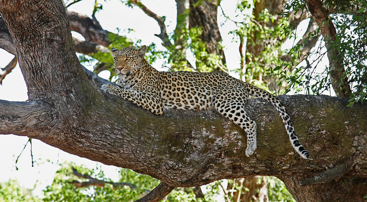 Leopard in Kenya