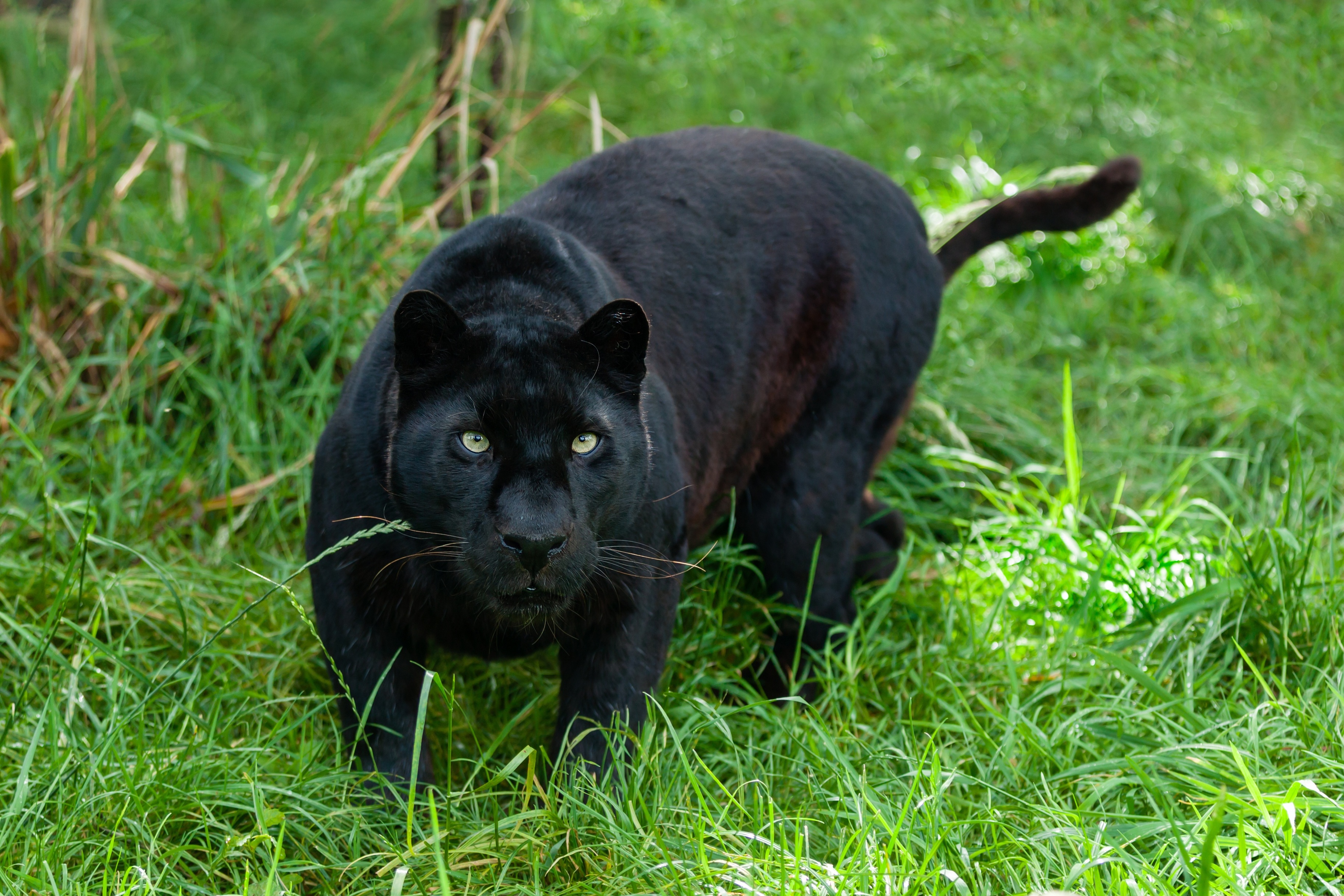 Black Leopard