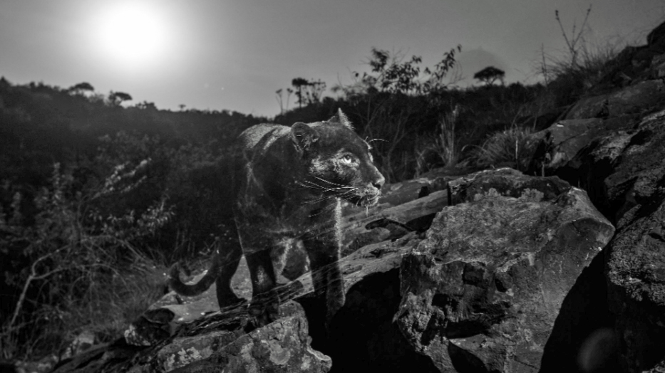 Black-Leopard-in-Loisaba