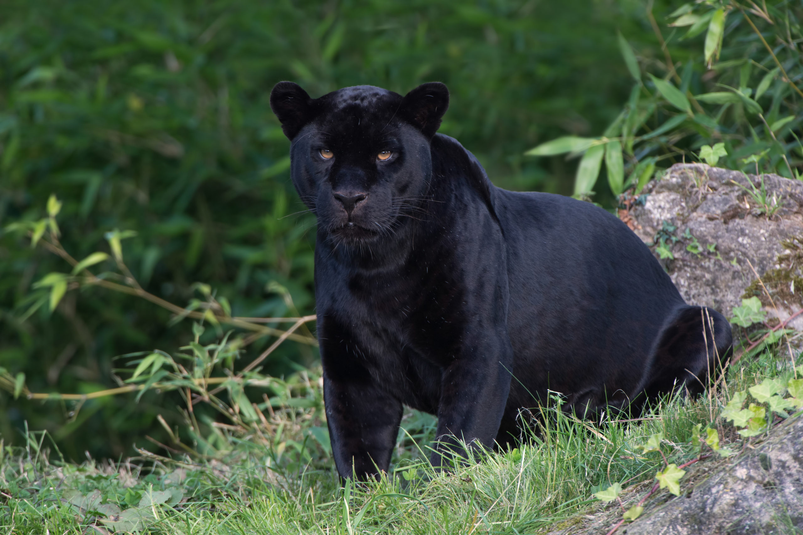 Black Jaguar