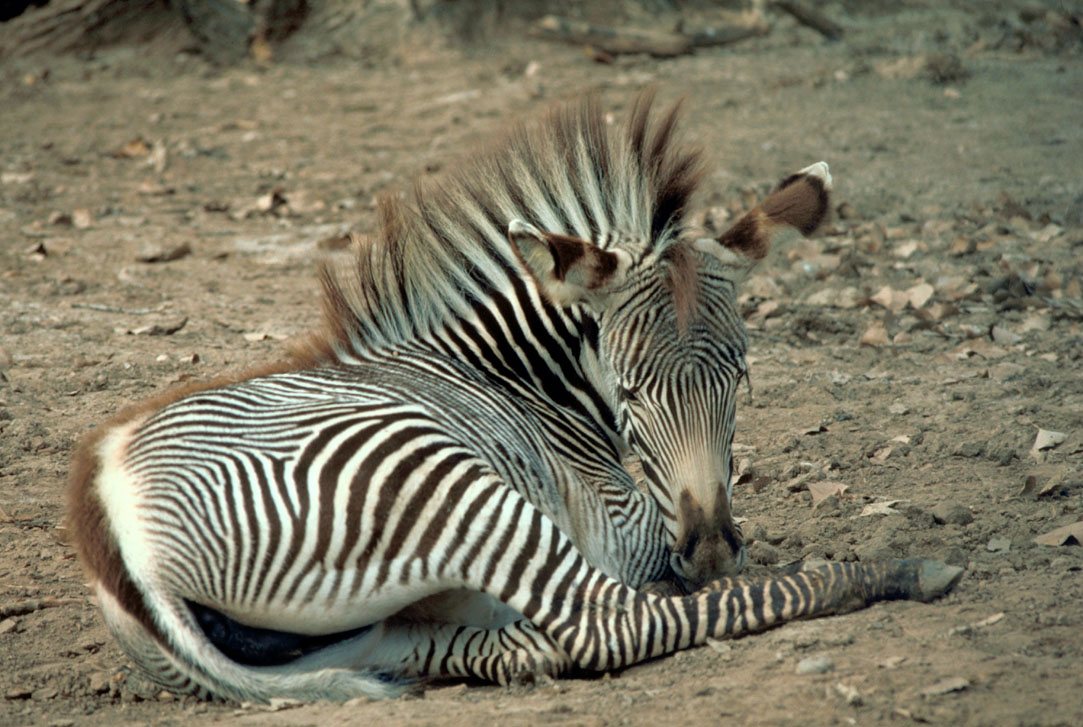 Grevy Zebra foal seated on arid ground