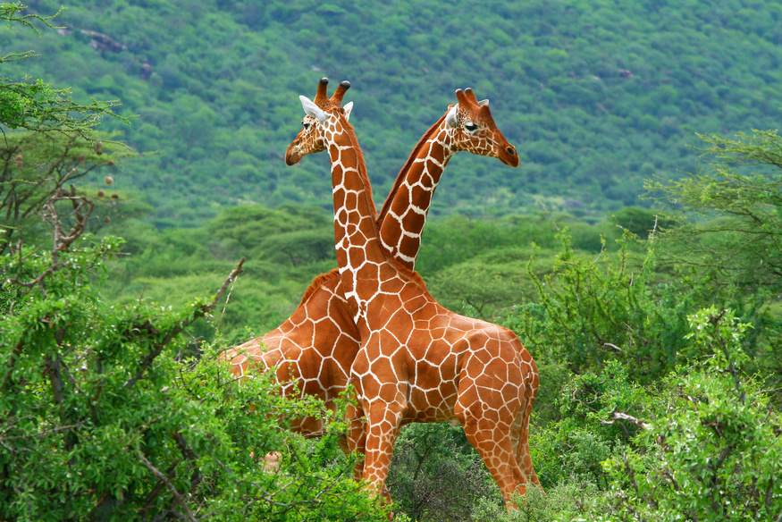 Two reticulated giraffes fighting with their necks in green landscape, Kenya safari