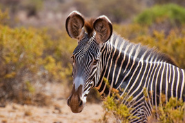 Ours. Grevy's zebra close up headshot copy 