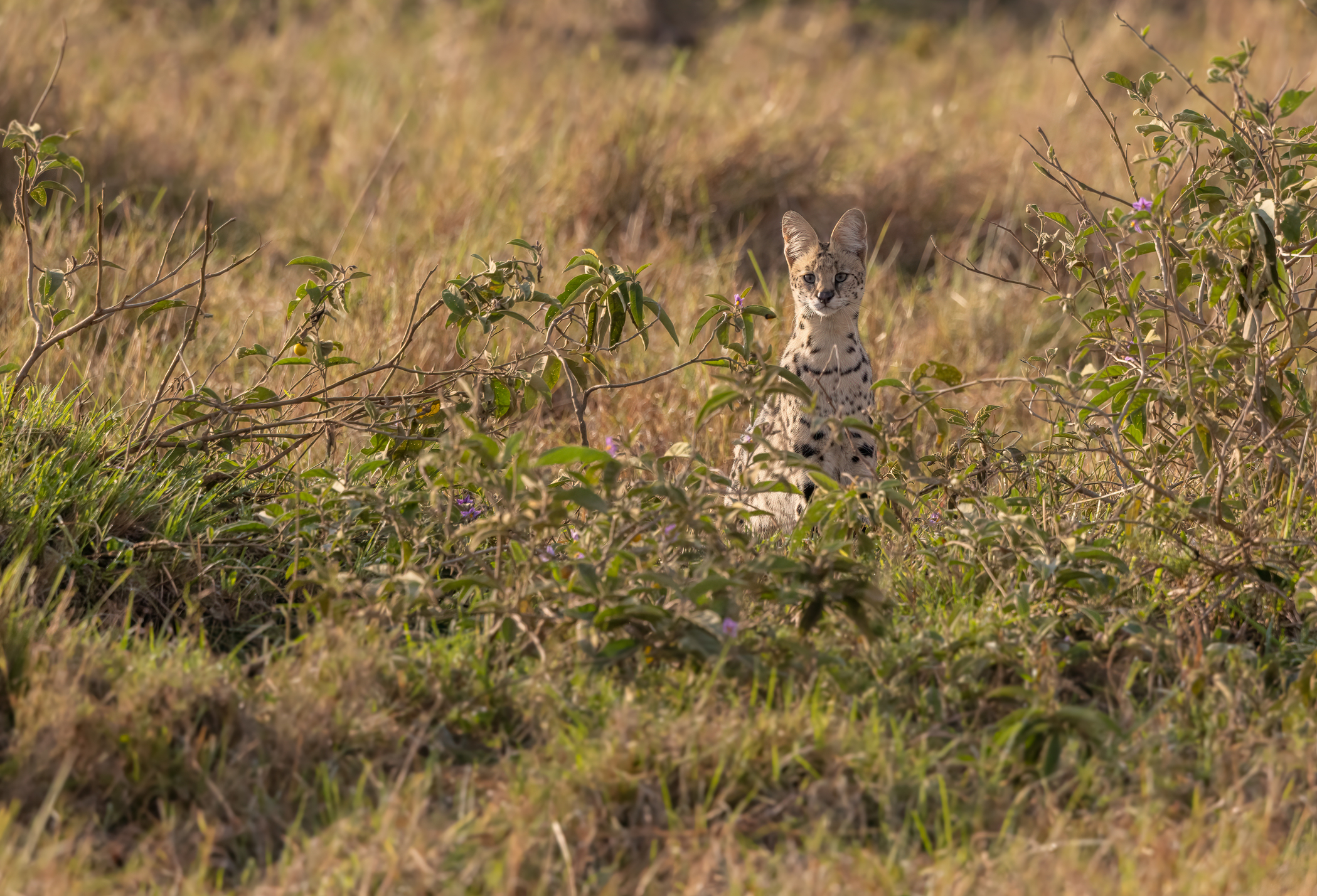 Ours. A serval behind bushed in Kenya, safari