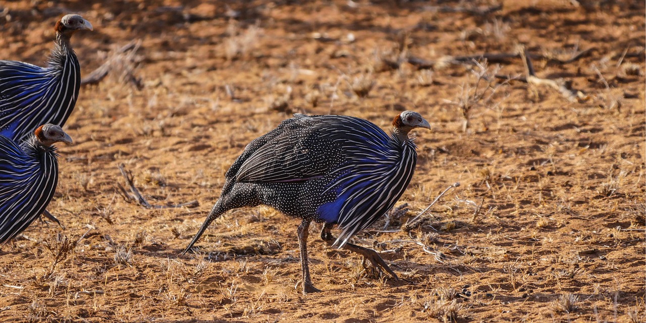 Vulterine guinea fowls walking across barren earth, Kenya safari