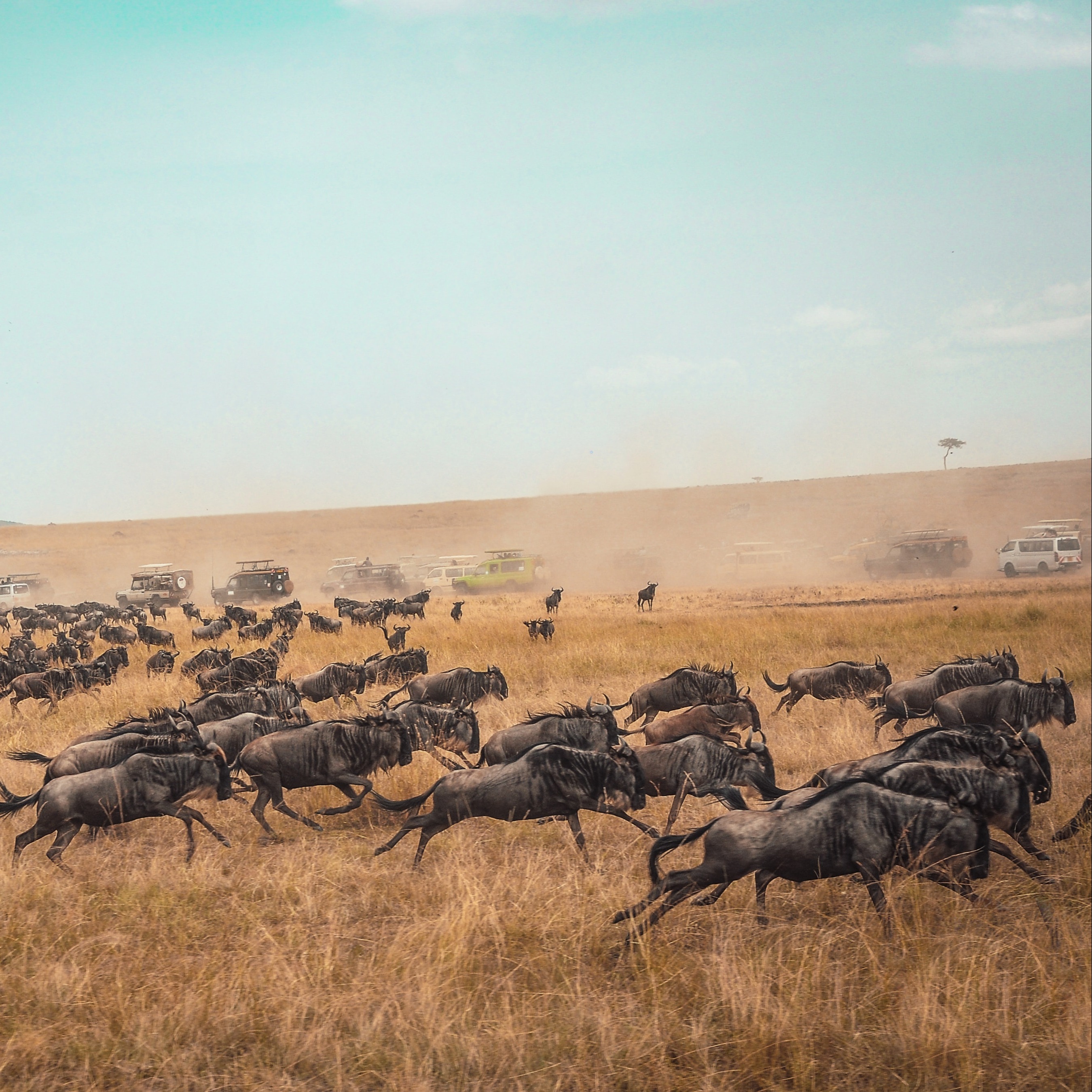 Great Migration wildebeests running across dry plain with safari vehicles in the background