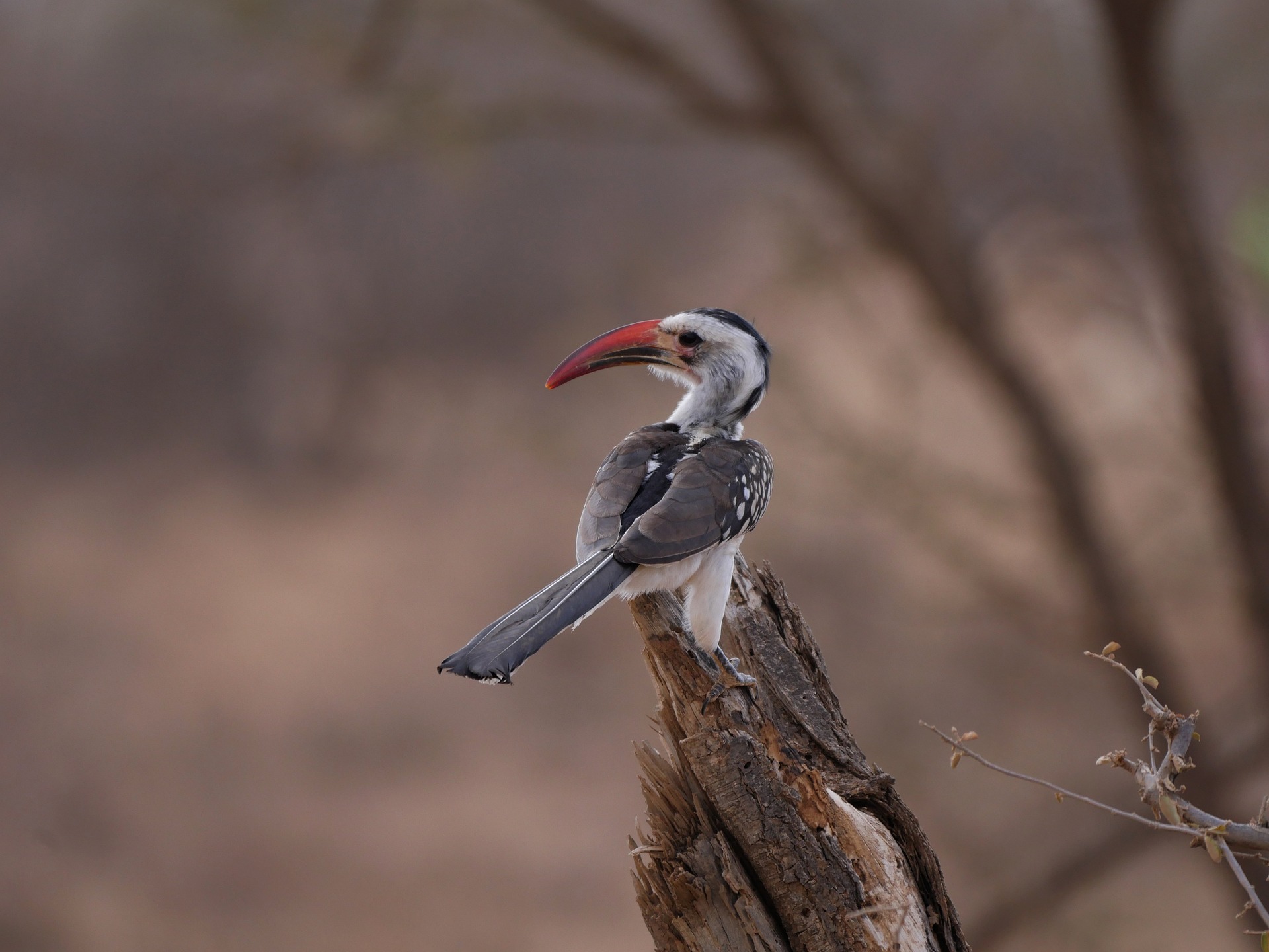 rotschnabeltoko or hornbill on a broken tree branch