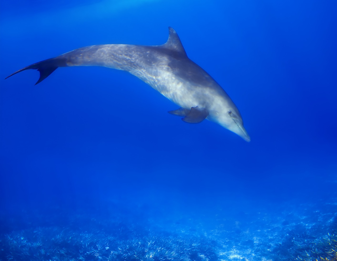 Dolphin and coral seen underwater