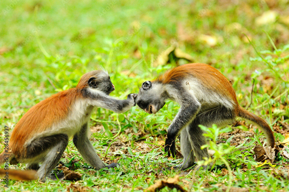 Two young Zanzibar red colobus monkeys playing on the grass in Zanzibar