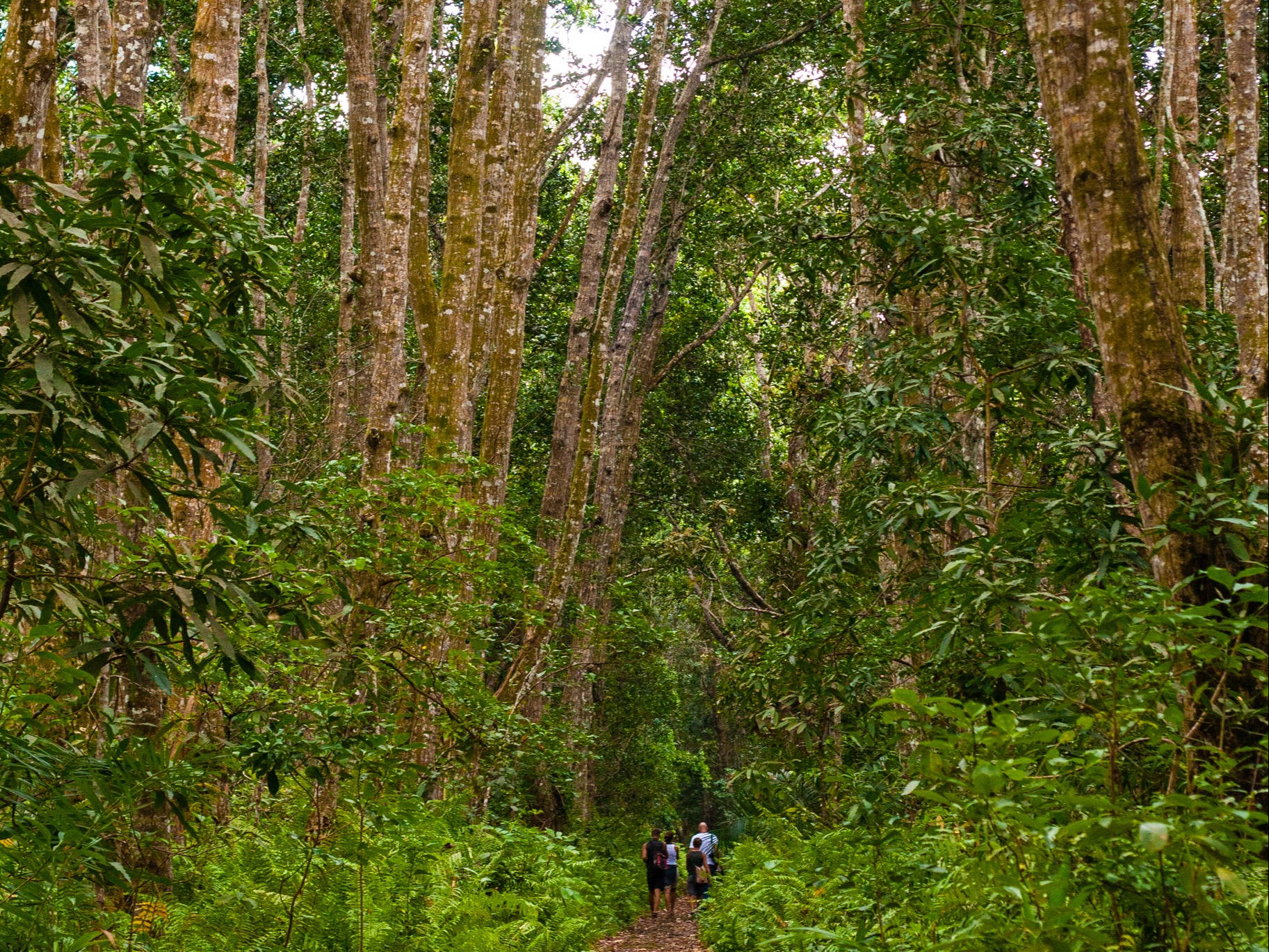 Hikers walking a dirt trail through tall trees in Jozani Forest, Unguja island, Zanzibar