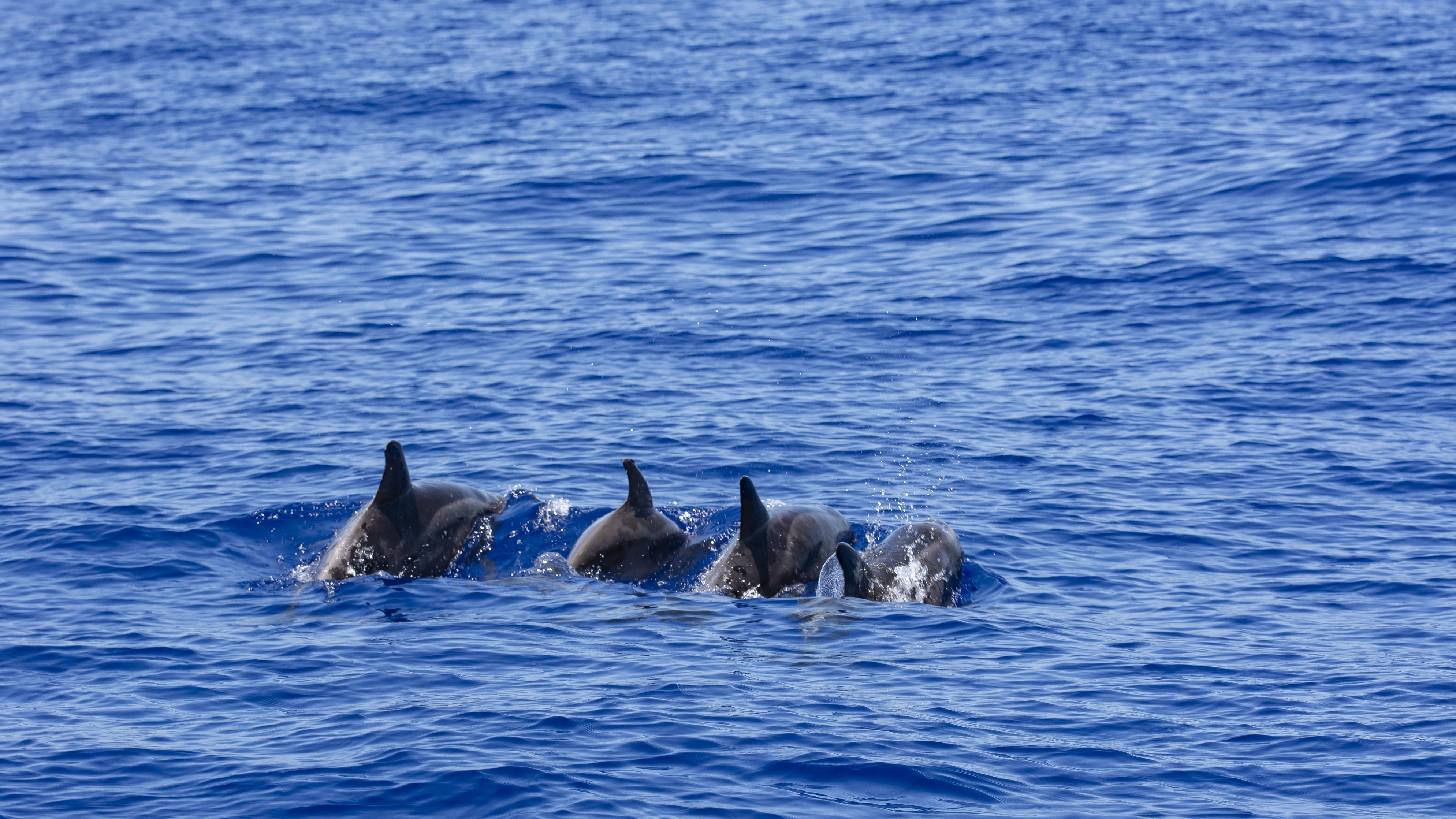 dolphins-4368919