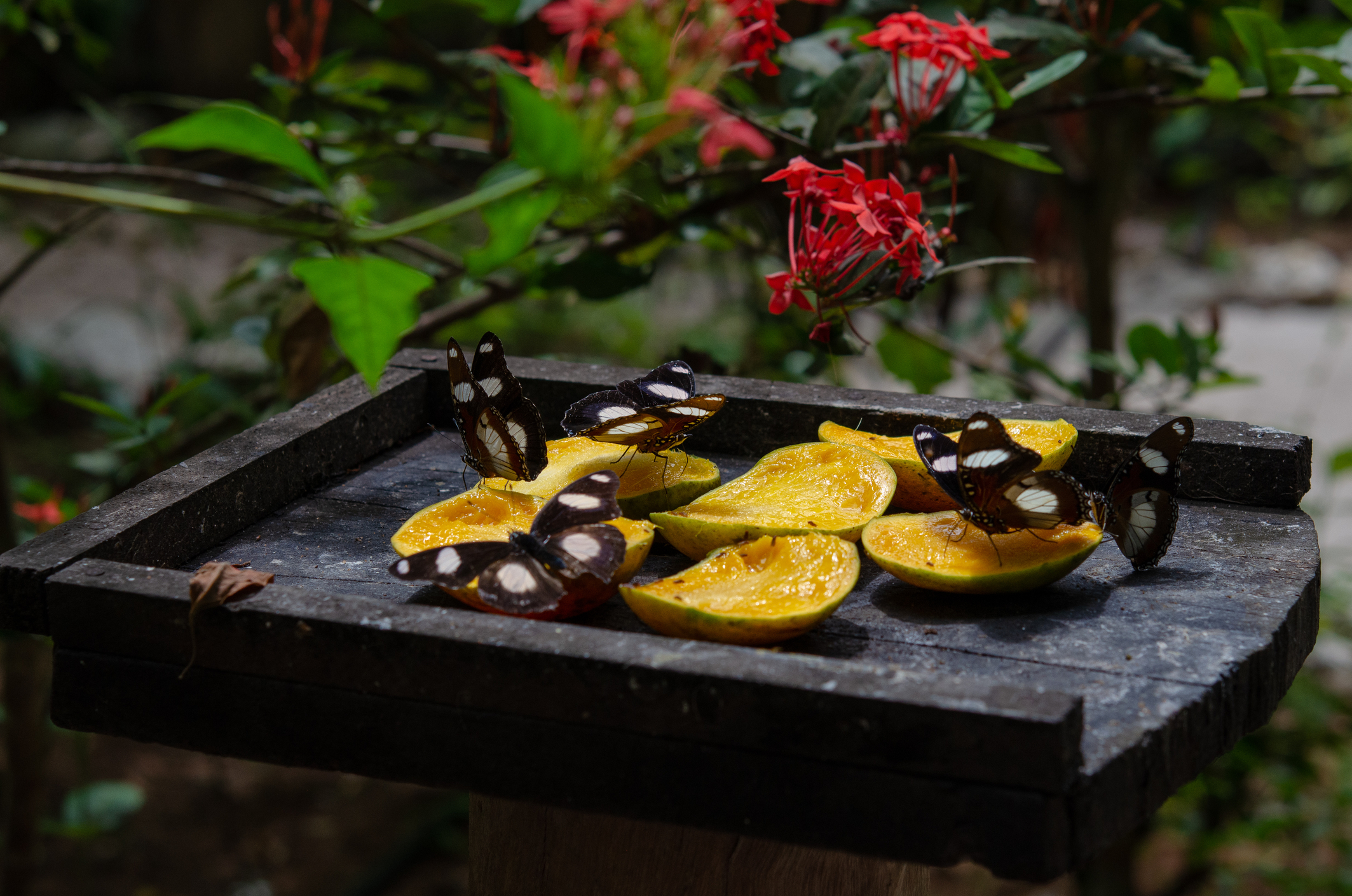 Butterflies on mango slices at Butterfly Centre, Jozani Forest, Zanzibar