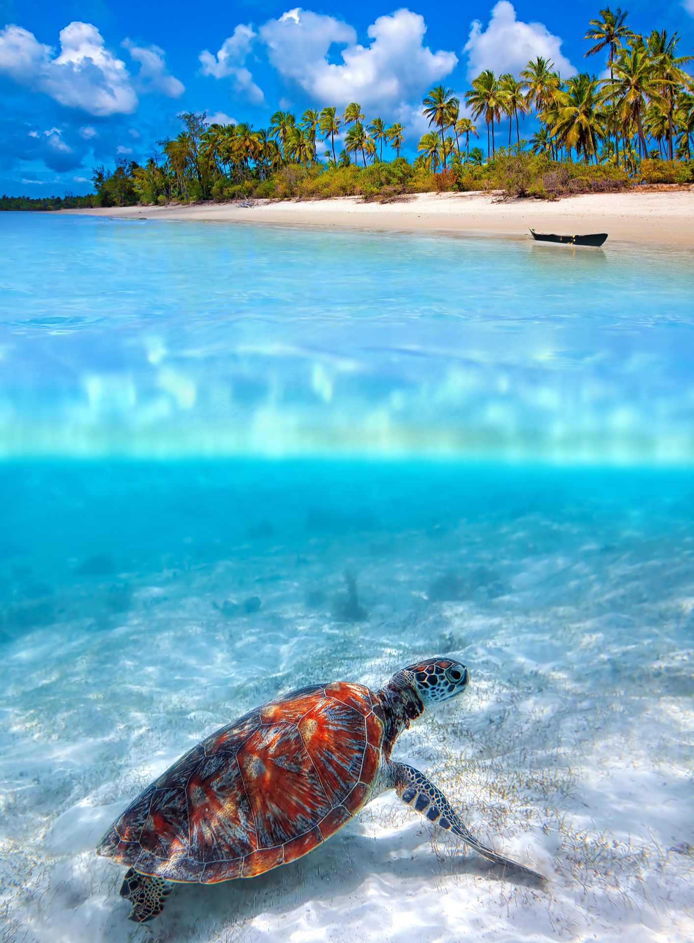 Turtle in clear ocean water with white-sand beach and palm trees above, Zanzibar