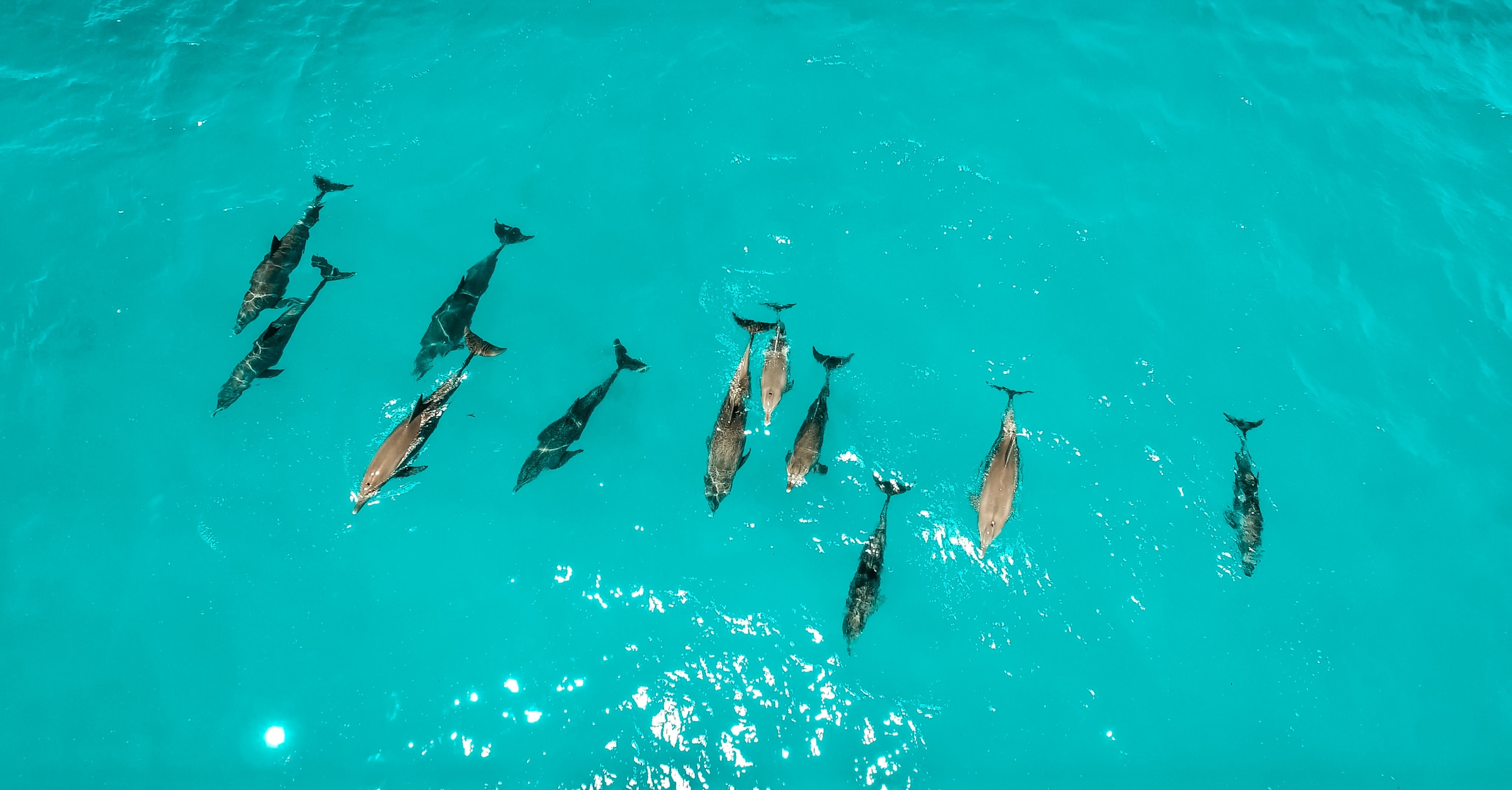 Aerial view of dolphin pod swimming in blue ocean waters of Zanzibar