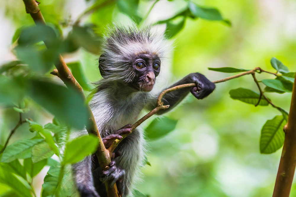 Ours. Zanzibar red colobus monkey in tree