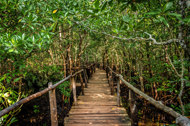 Ours. Raised boardwalk in Jozani Forest, Zanzibar