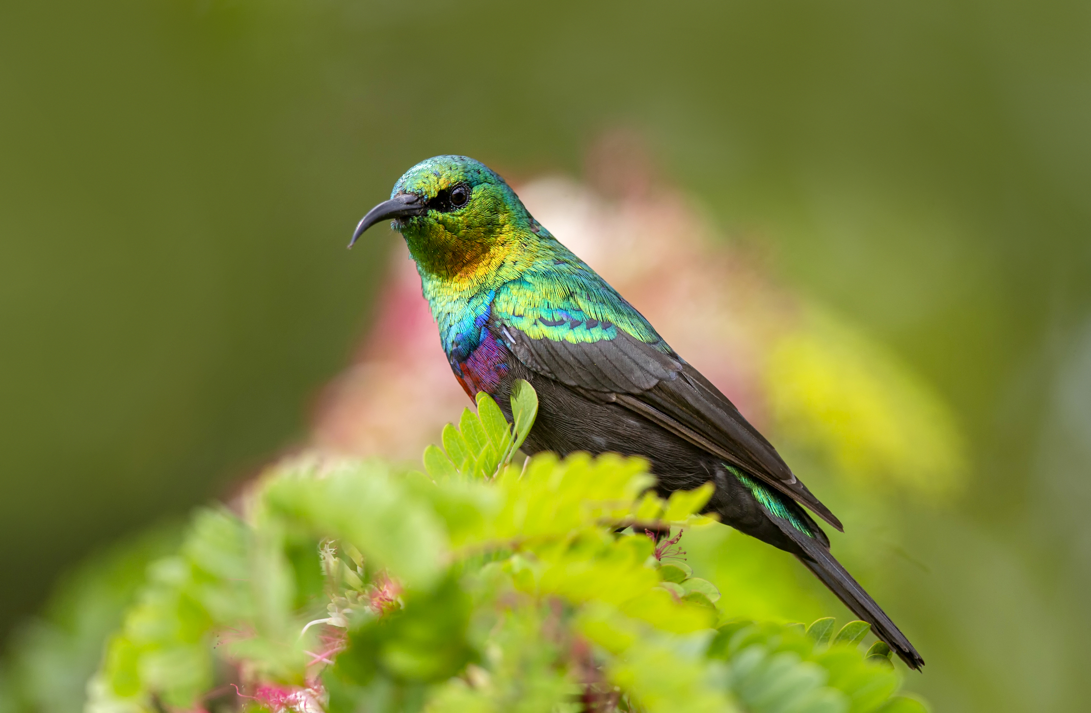 A purple-banded sunbird
