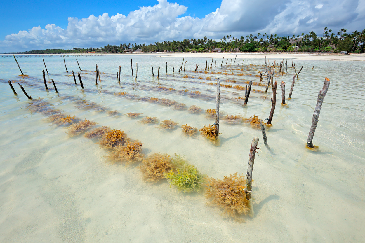 Ours. Seaweed farm, Paje, Zanzibar 