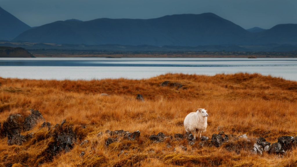 Lake-Myvatn-Iceland