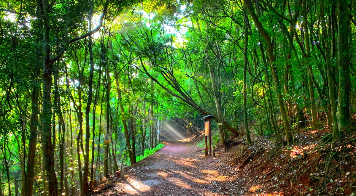 Karura Forest