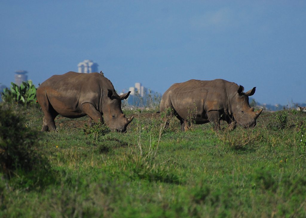 rhinos-Nairobi-Kenya-1024x731.jpg