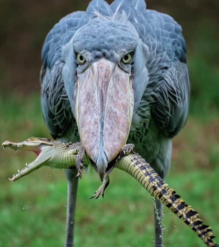 The Shoebill i