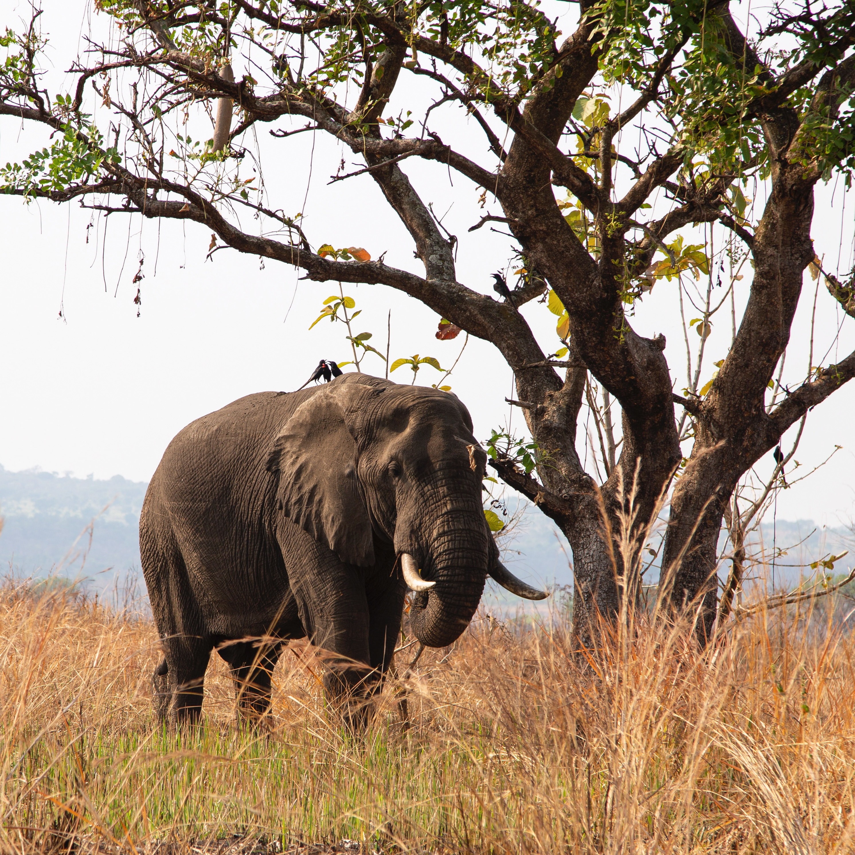 Elephant in Uganda