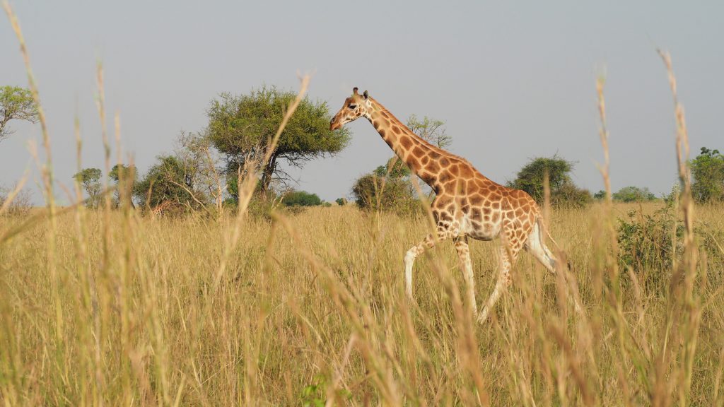Rothschilds-giraffe-in-long-grass-2-1024x576.jpg