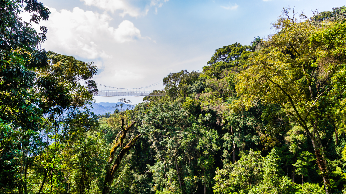 Ours. Treetop canopy walk in Nyungwe National Park, Rwanda (1)