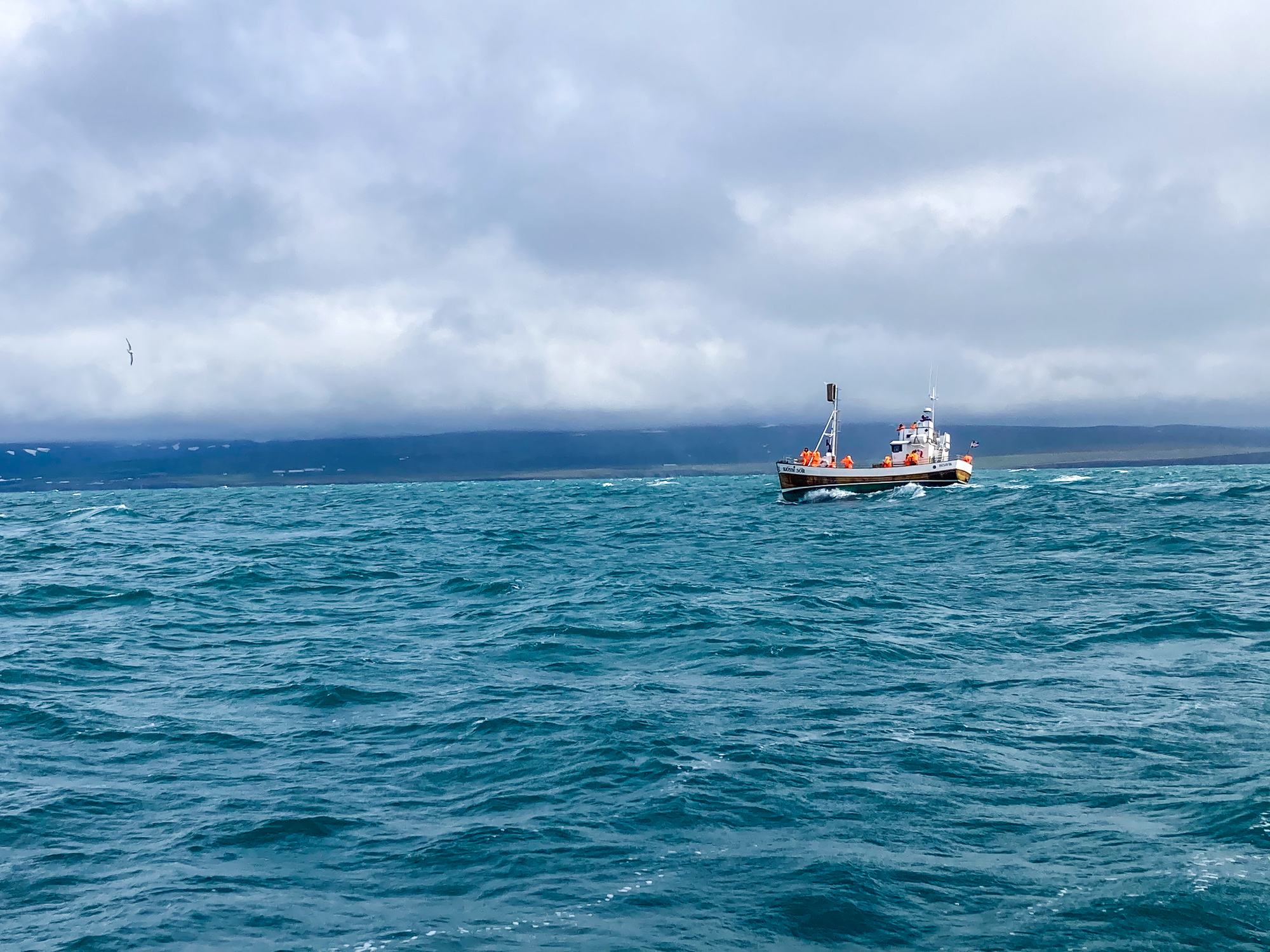 A Ship Sailing on Whale Watchin Tour at stormy Weather near Hofsos in Iceland