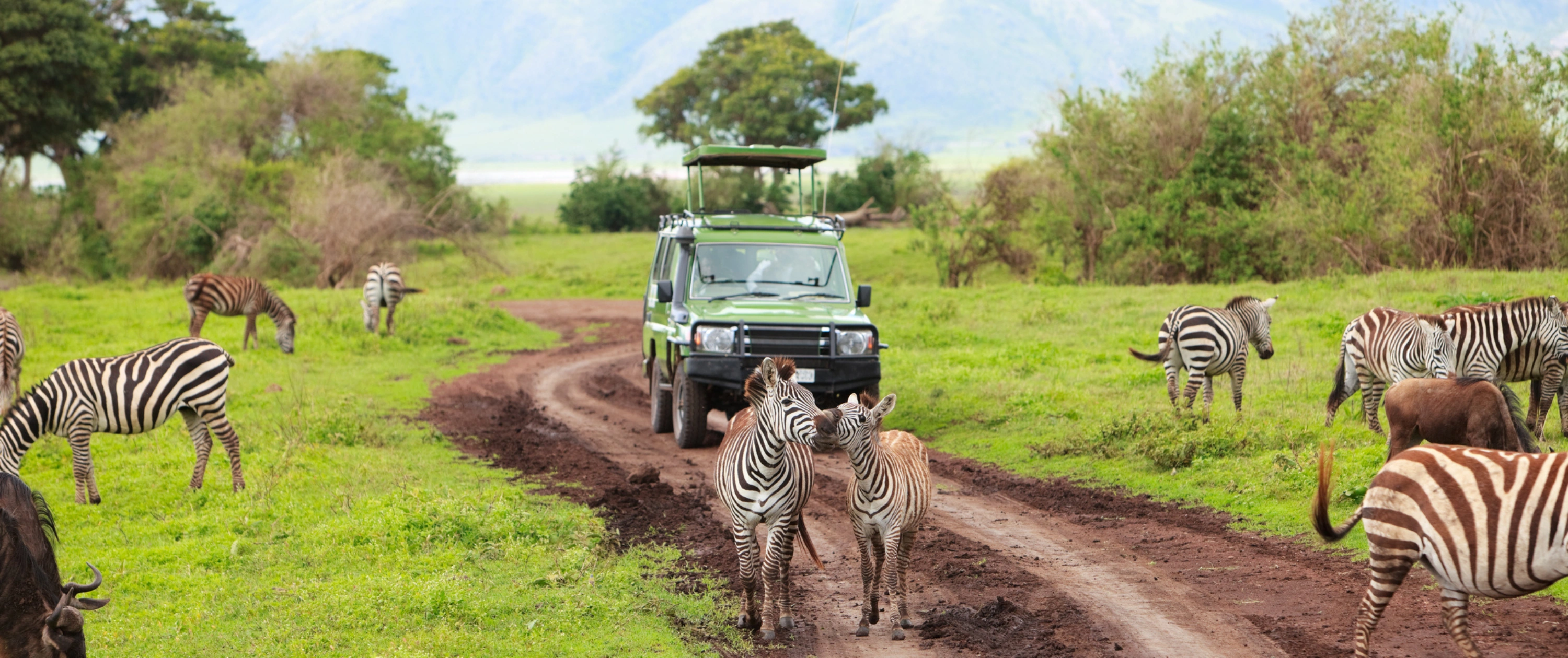 Tanzania safari