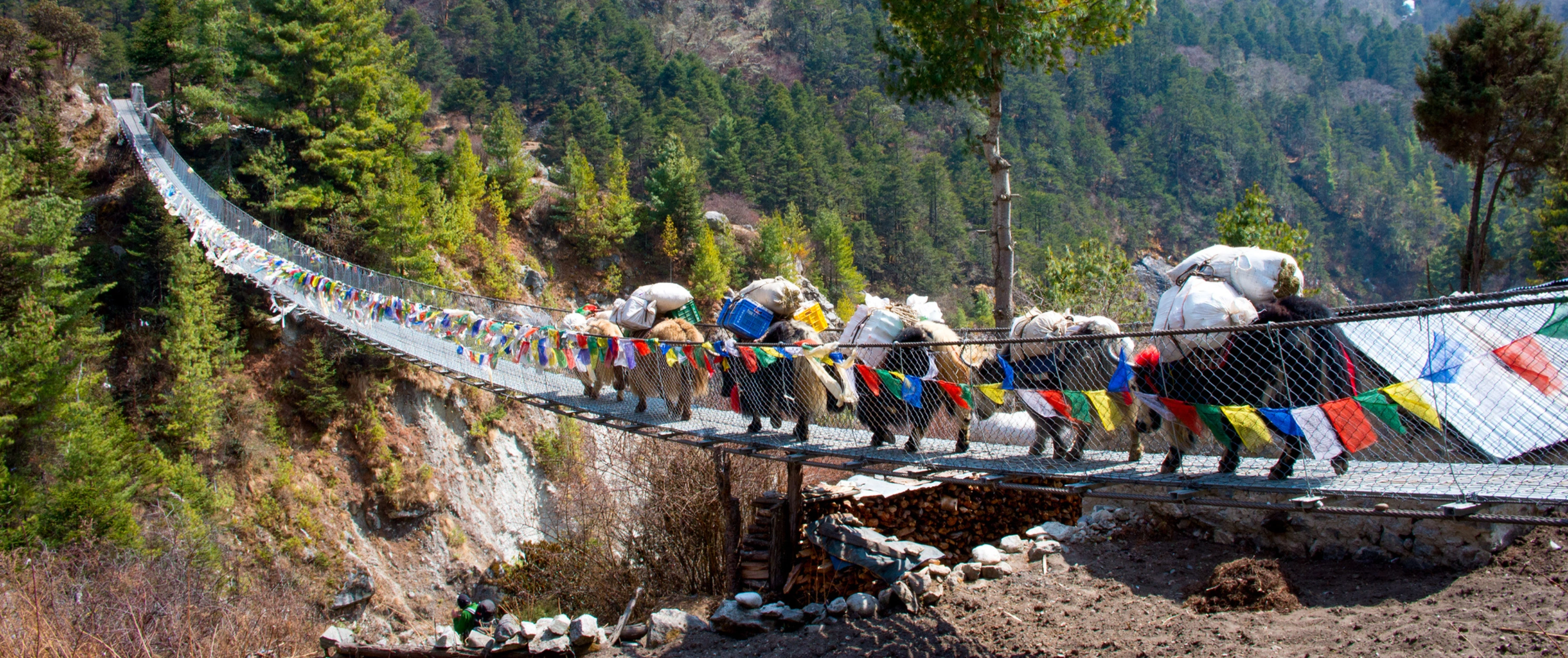 Yaks crossing a bridge
