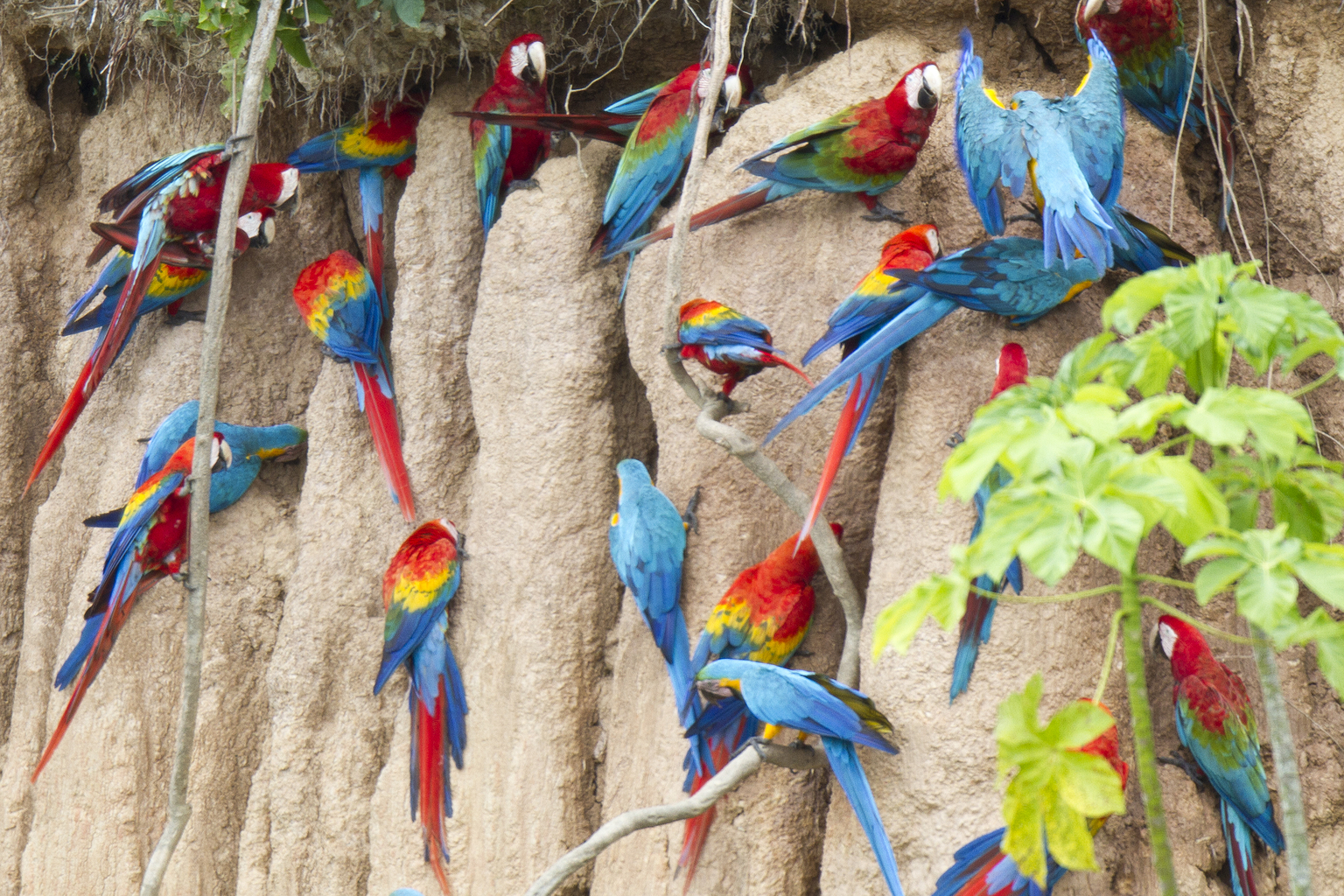 Tambopata Research Center Colpa Mealy Parrots Amazon rainforest