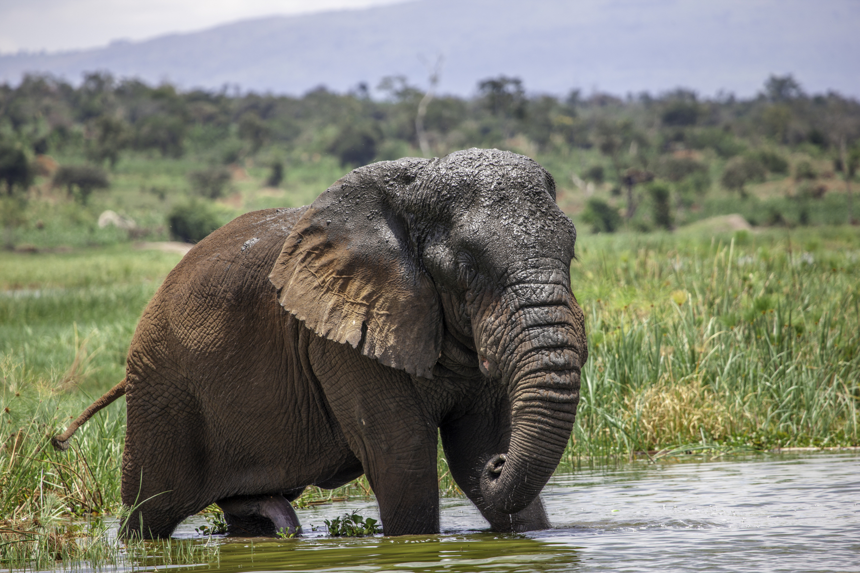 Bull elephant in water in Akagera National Park, Rwanda
