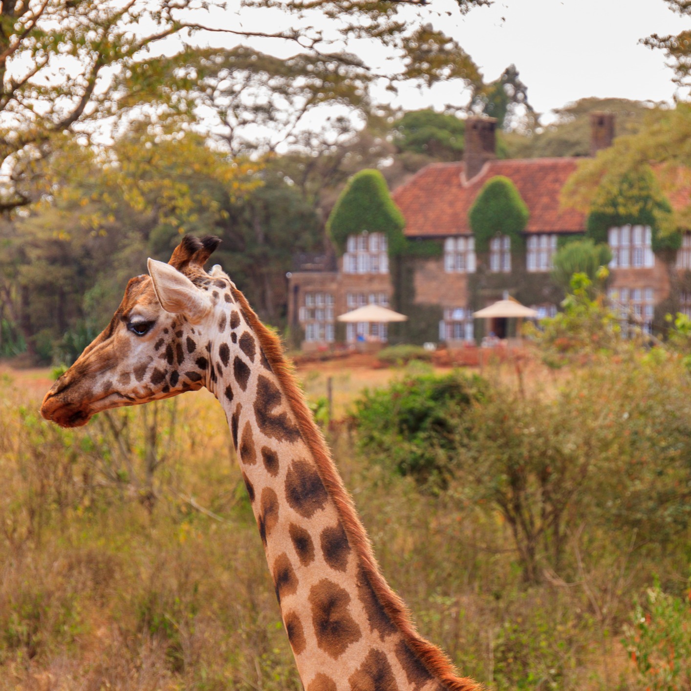 Ours. Rothschild giraffe by manor, Giraffe Centre, Nairobi