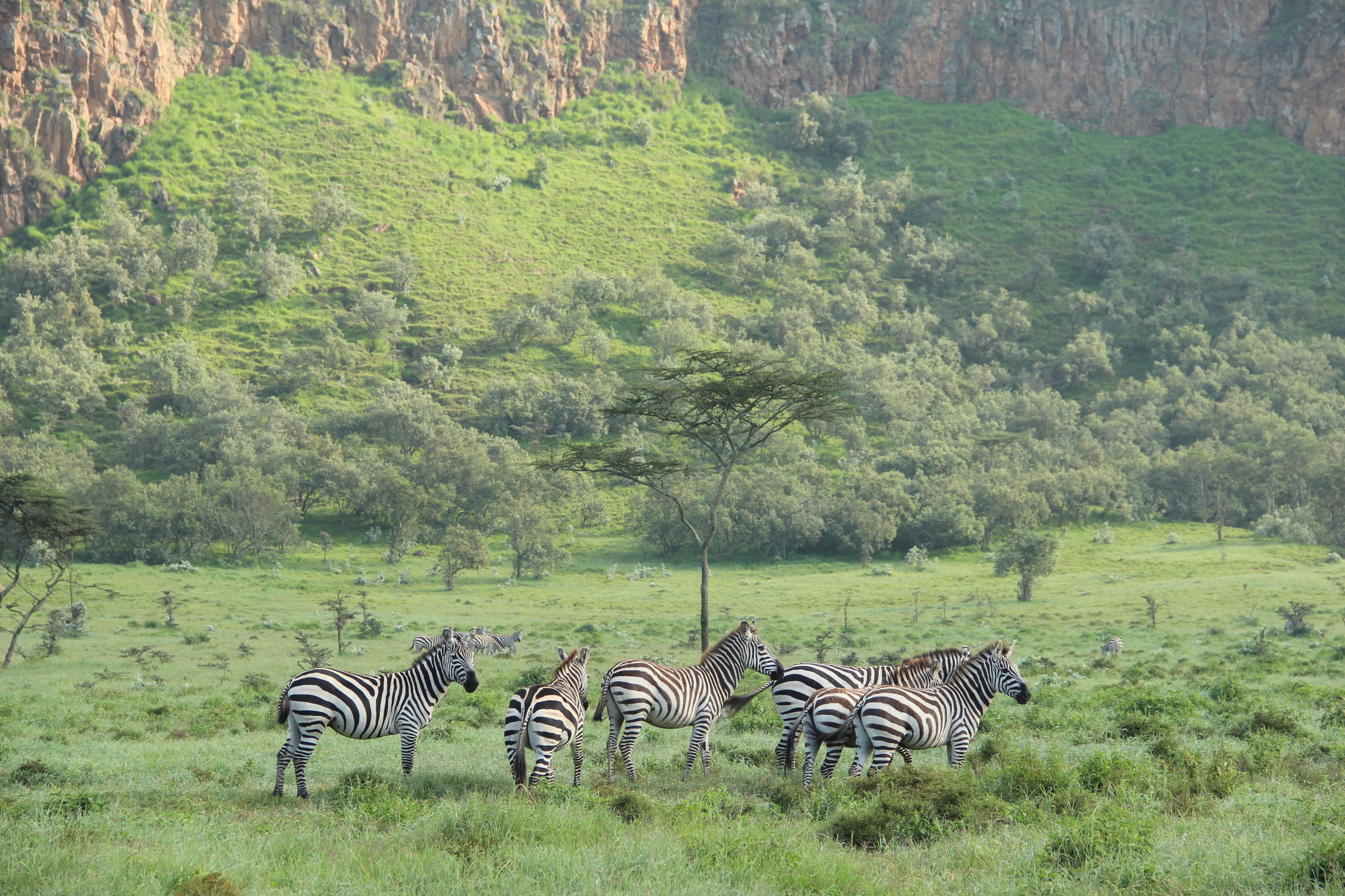 Ours. Zebras in Hell's Gate National Park in Kenya