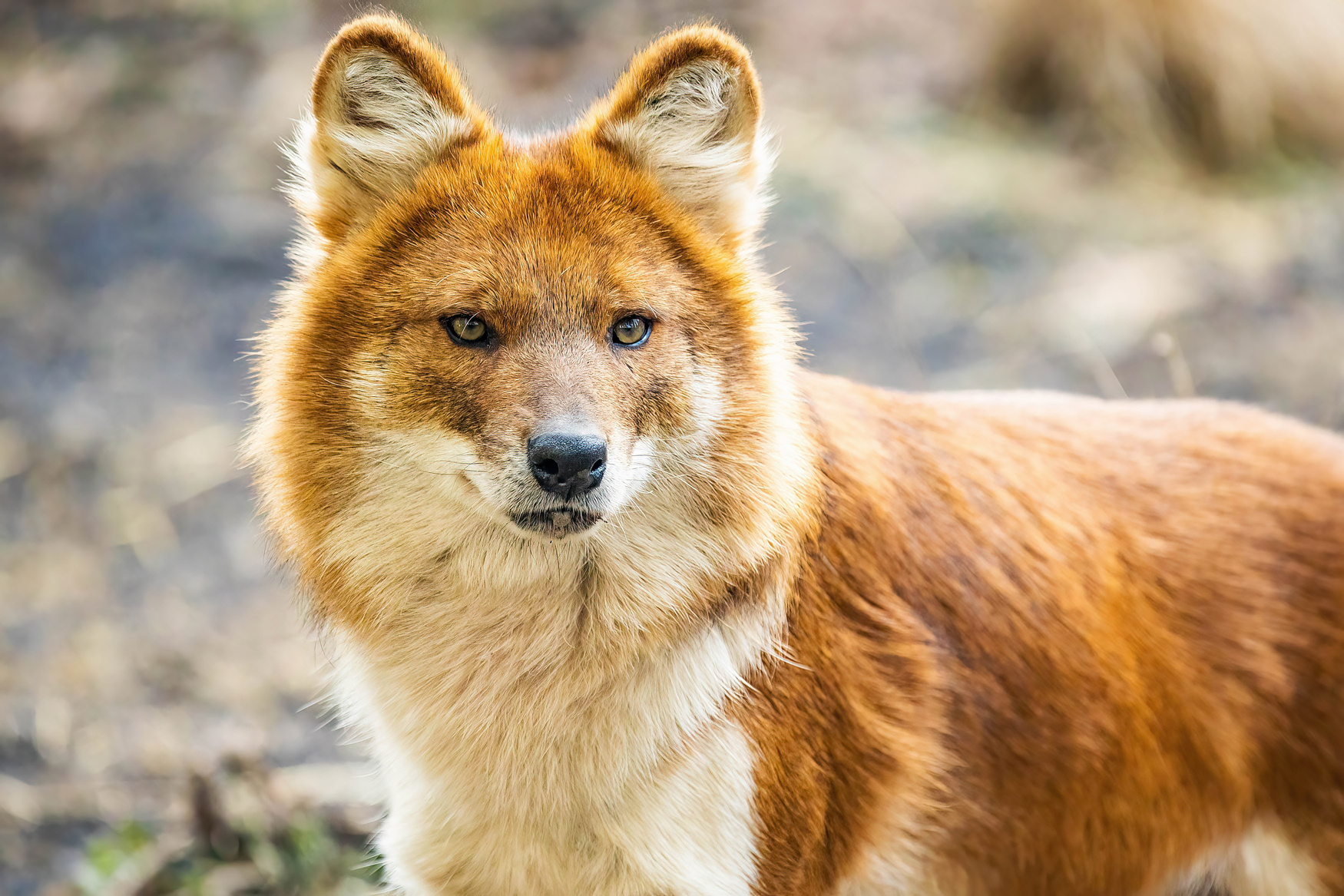 Ours. S. Asiatic wild dog or dhole