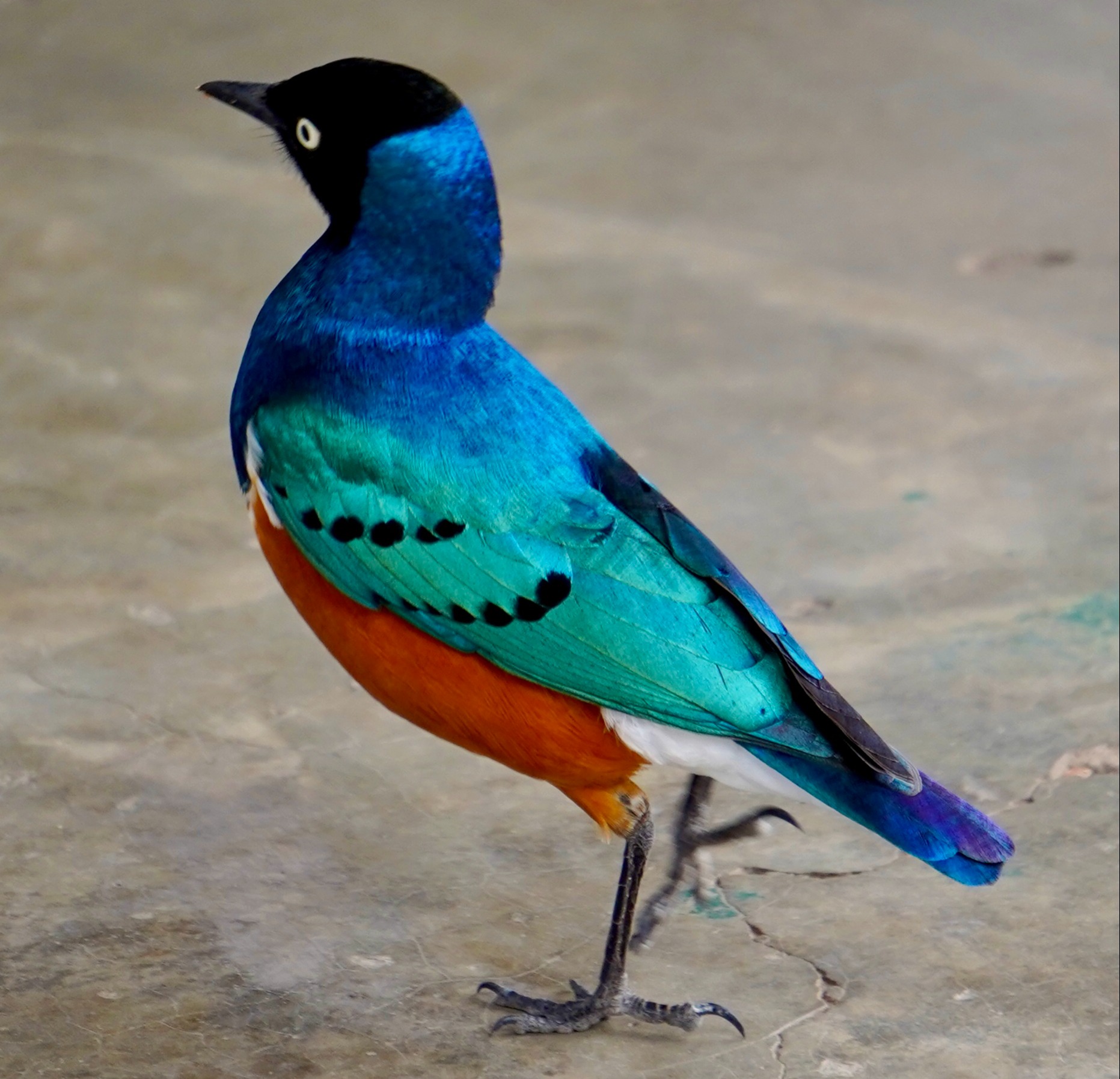 Wiley Schenk. Superb starling, Tanzania safari