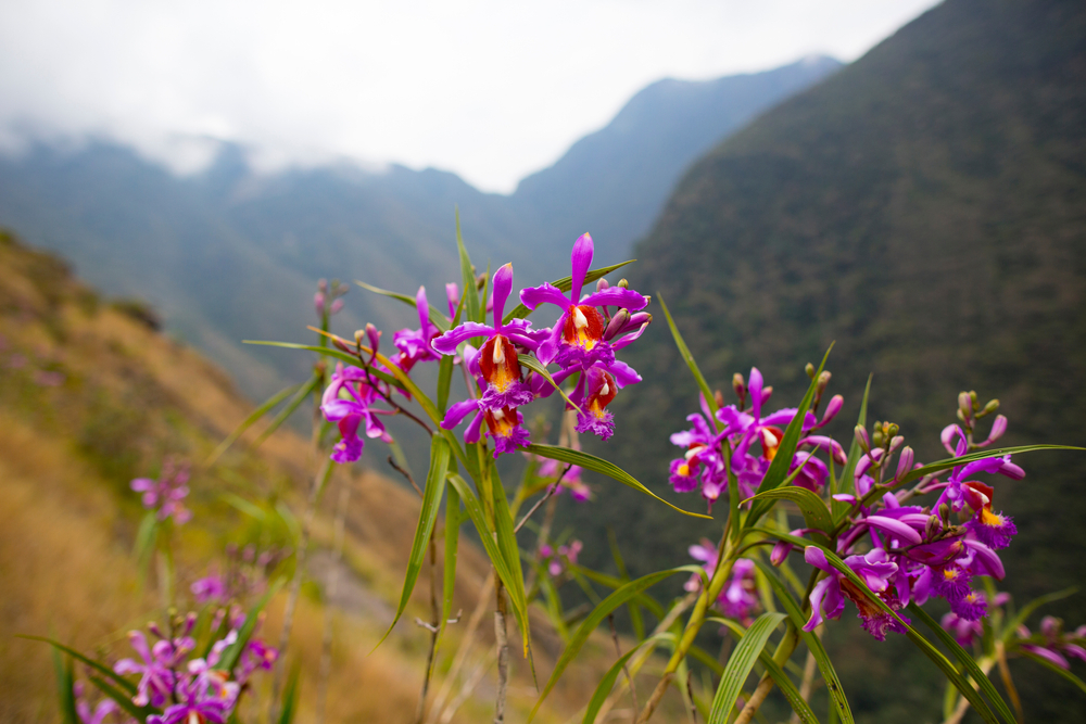 Ours. Wild orchids – pink – on the Inca Trail near Cusco, Peru