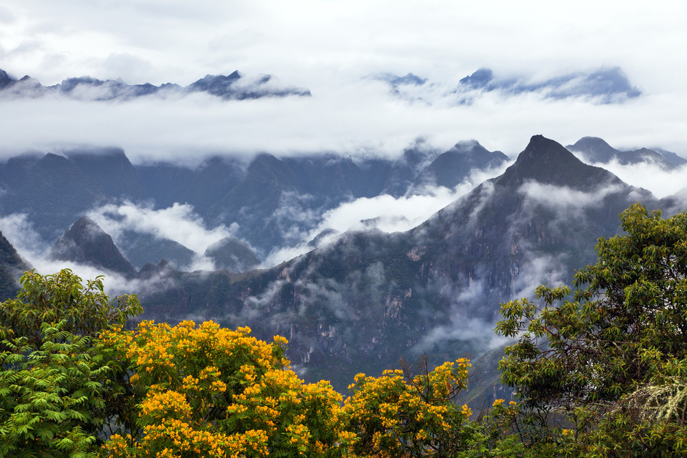 Ours. Start of Salkantay Trek with clouds and mist and yellow flowering trees in foreground