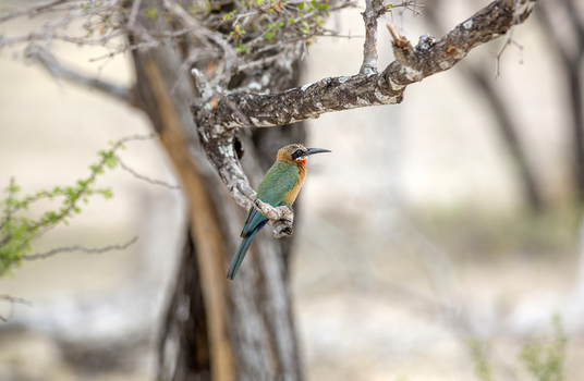 Ours. White-fronted bee-eater, Selous Game Reserve, Tanzania 
