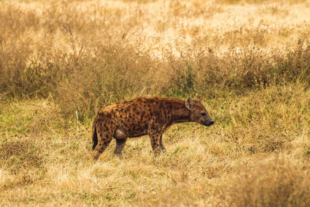 brendan-greenway-2wGSBqsphP0-unsplash-1024x683.jpg