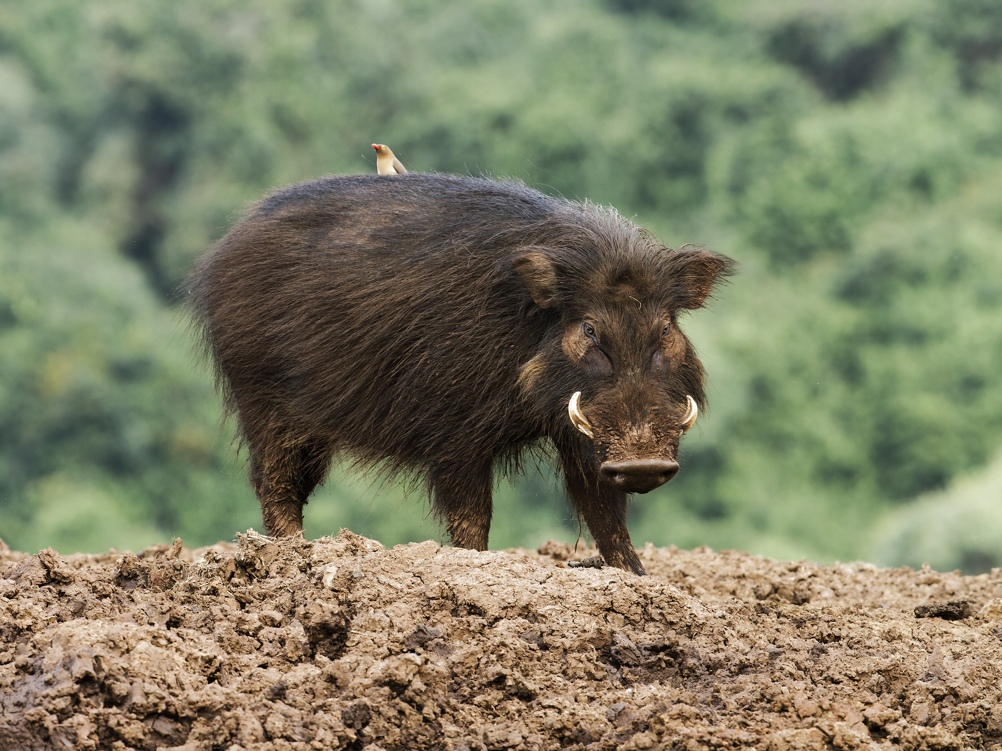 Giant forest hog, attrib. to N. Athanas on Flickr