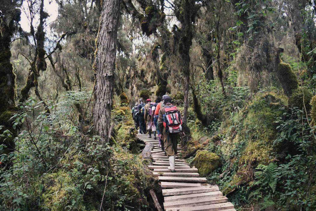 Rainforest-in-Rwenzori-Mountains-National-Park-1024x683.jpg