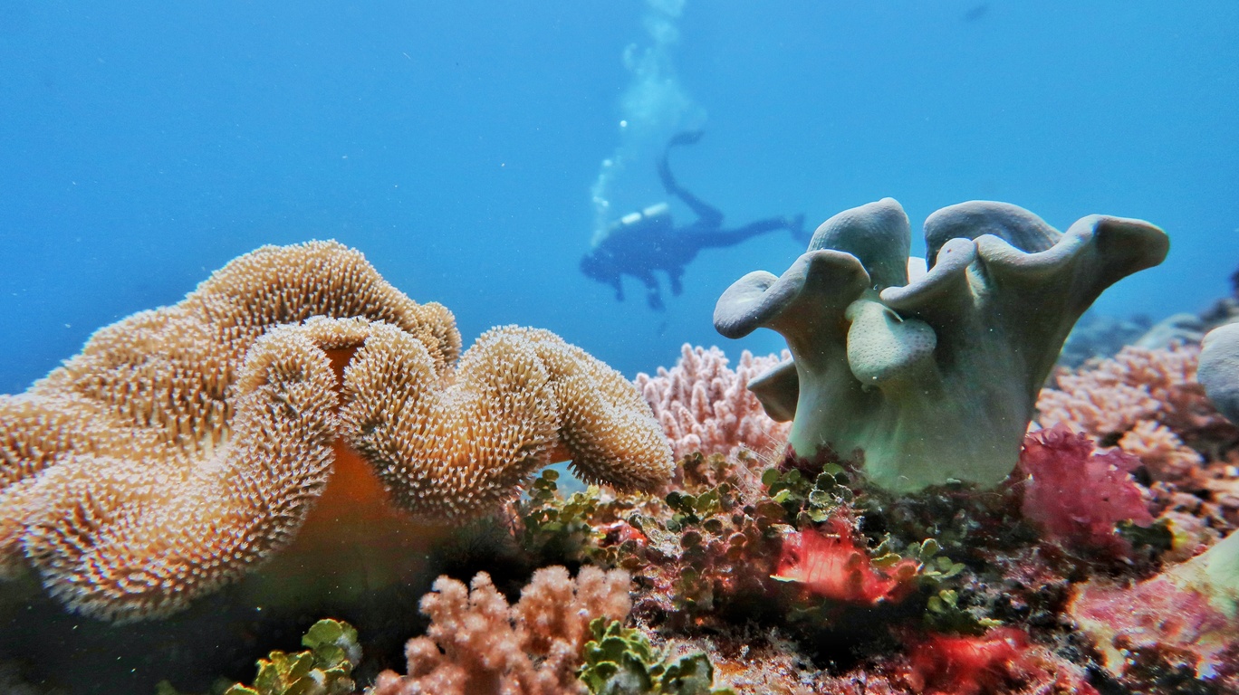 Ours. Scuba diver in Zanzibar, Tanzania 