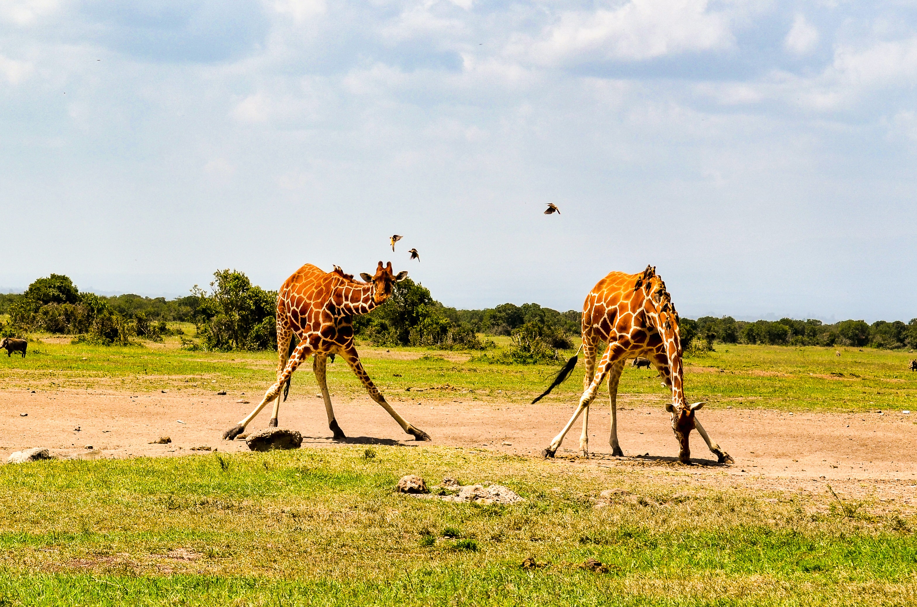 Two giraffes bending down in Kenya
