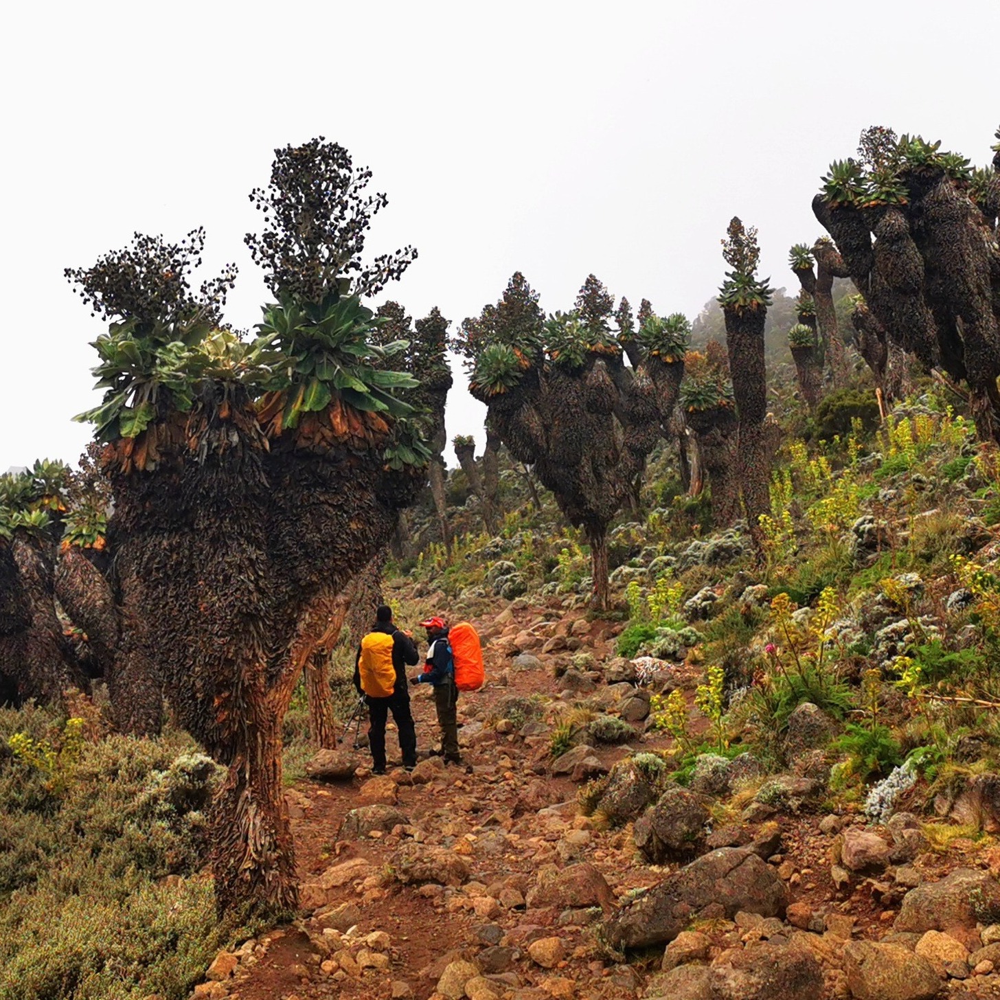 Lemosho route